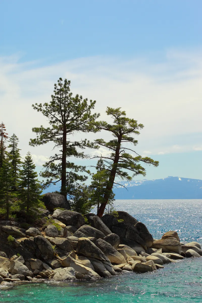 Two pines lean over a rocky point of pale boulders, with turquoise water and snowy peaks across the lake near Crystal Bay.