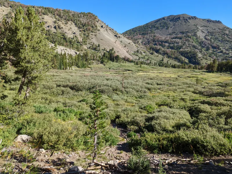 A green mountain meadow on the Mt. Rose Trail under a blue sky.