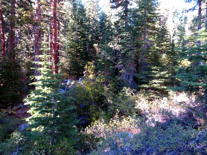 Sunlit pines and fir boughs beside the Wood Creek Trail near Incline Village.