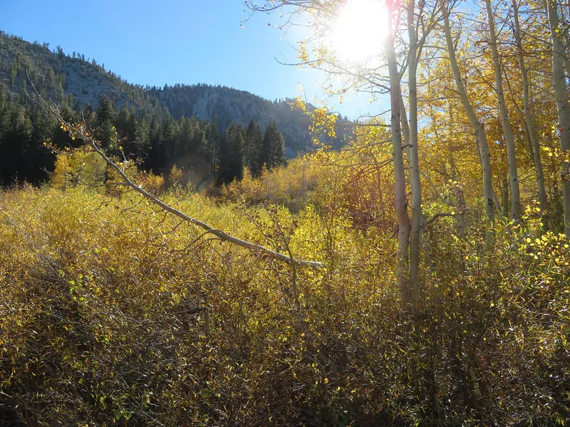 Golden aspen leaves glow in backlit sun beside the Wood Creek Trail above Incline Village, with forested mountains behind.